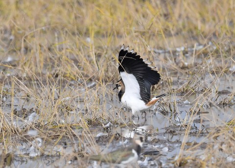 飛ぶ・タゲリ0834