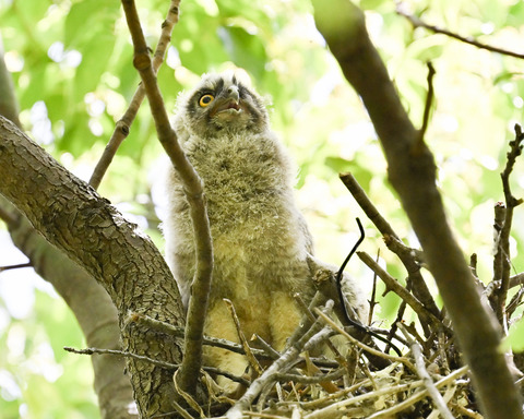 トラフズクのひな②2616