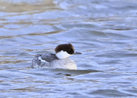 ミコアイサ♀1556
