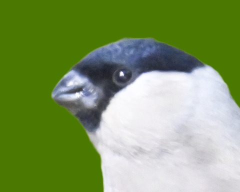 アカウソ♂・♀0003