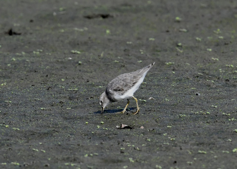 オジロトウネン4994