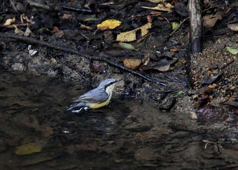 コ゜シ゜ュウカラ7693