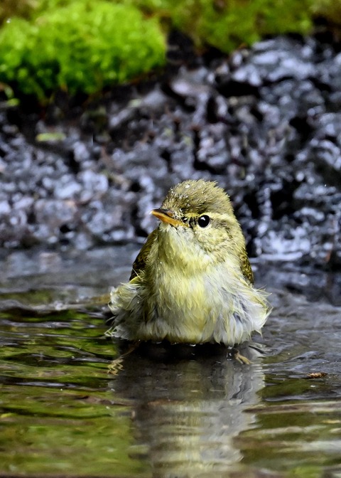 メボソムシクイ3666