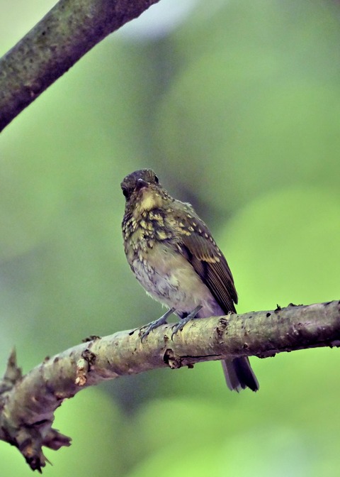 オオルリ♀幼鳥1235