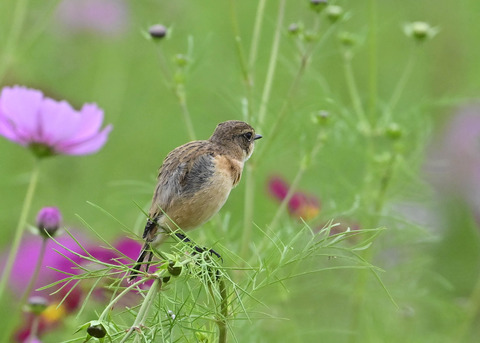 ノビタキ♀9710