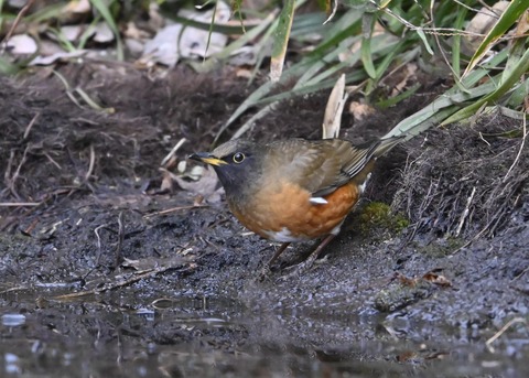 オオアカハラ5263