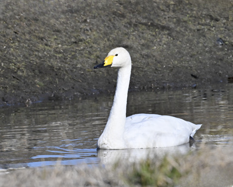 オオハクチョウ3265