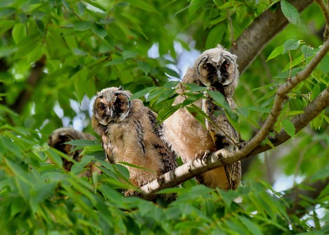 トラフズクのヒナ①②③6403