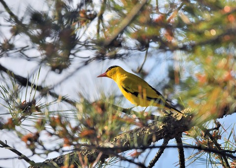 コウライウグイス2733