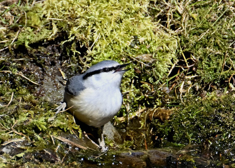 ゴジュウカラ7666