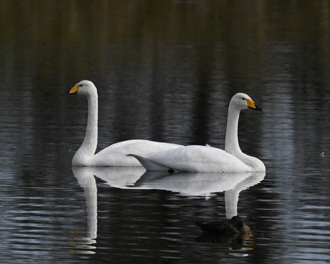 オオハクチョウ4461
