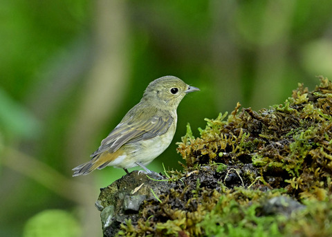 キビタキ♀1757