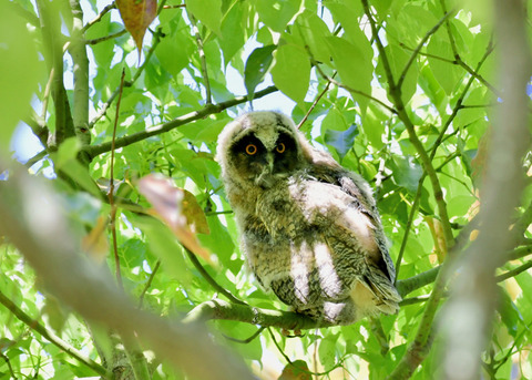 トラフズクのヒナ③9241