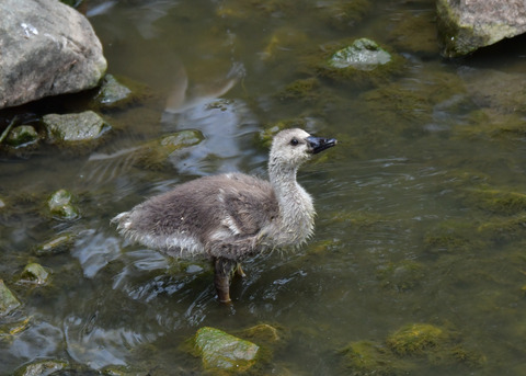 サカツラガン①4259
