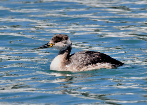 ｱｶｴﾘｶｲﾂﾌﾞﾘ6257