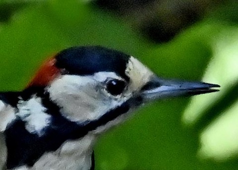 アカゲラ♂幼鳥3020-01