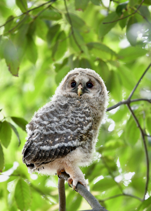 フクロウのヒナ③3504