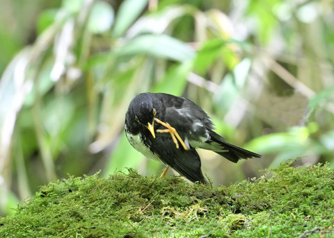 クロツグミ♂0181