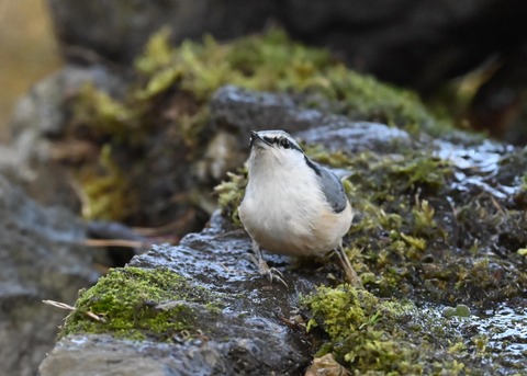 ゴジュウカラ9267