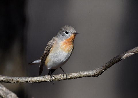 ニシオジロビタキ♂1877