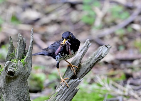 クロツグミ♂8436