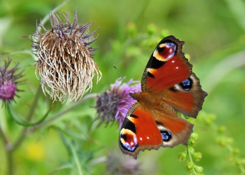 クジャクチョウ5471