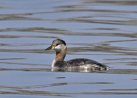 アカエリカイツブリ3389