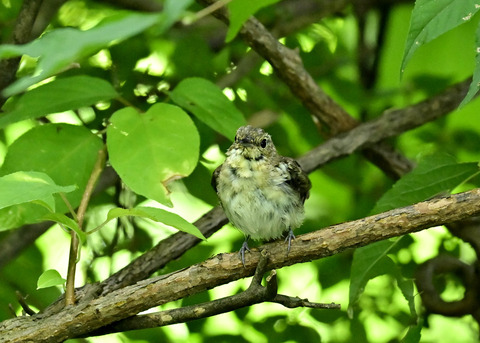 キビタキ幼鳥0714