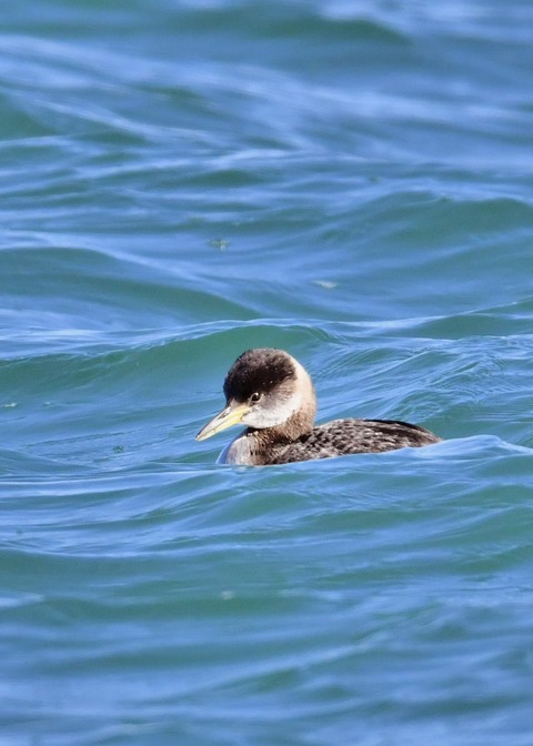 アカエリカイツブリ冬羽4097