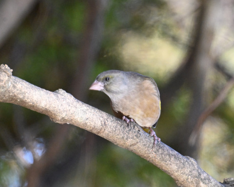 オオカワラヒワ7619