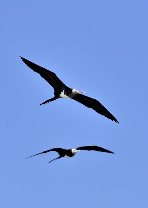 オオグンカンドリ8533