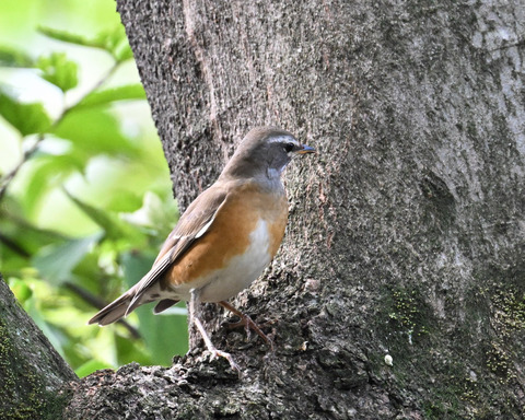 マミチャジナイ9978