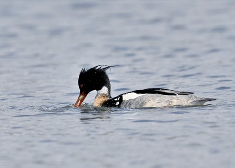 ウミアイサ♂6576