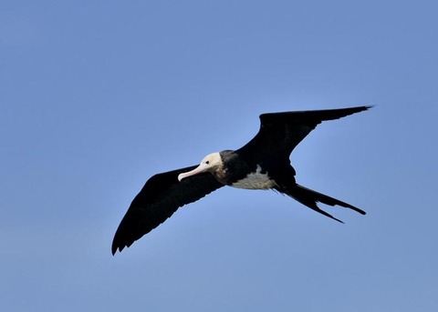 オオグンカンドリ0319