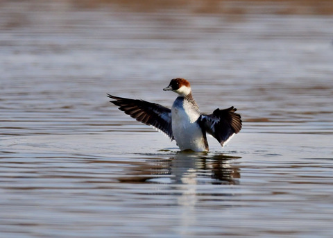 ミコアイサ♀8960