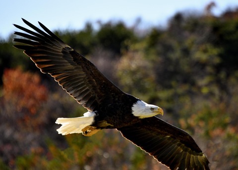 ハクトウワシ3437