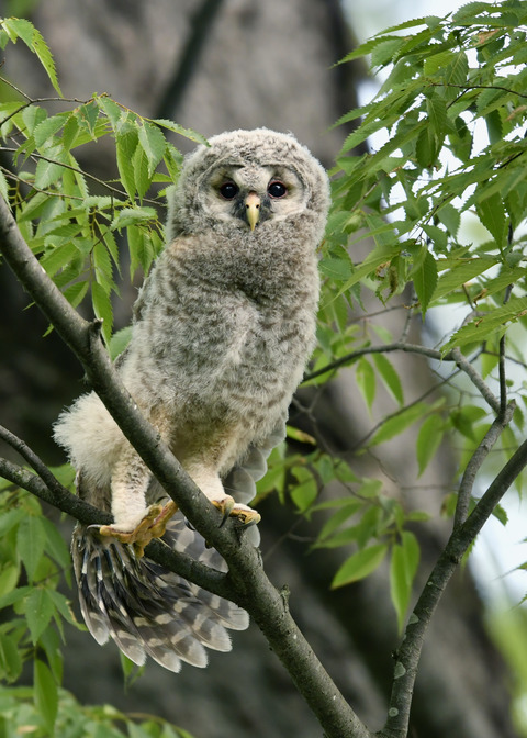 フクロウのヒナ②9653