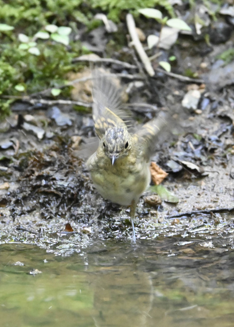 オオルリ♀幼鳥5923