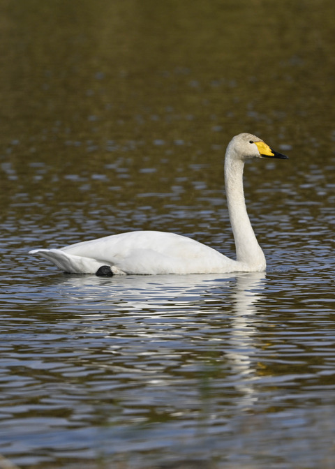 ハクチョウ0928×
