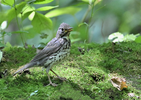 クロツグミ♀幼鳥5353