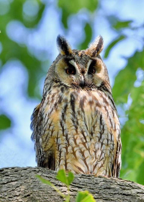 トラフズク♀6009