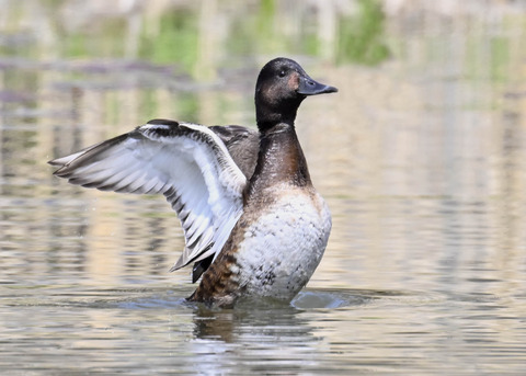 アカハジロ♀3853