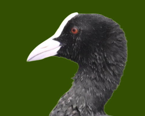 オオバンの水浴び7001