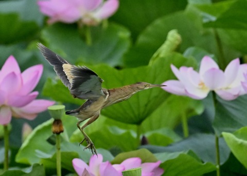 ヨシゴイ♀1453
