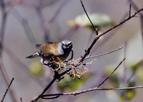マミチャジナイ2745
