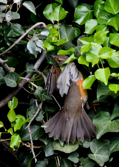 マミチャジナイ1S♀0307