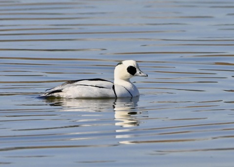 ミコアイサ♂0152