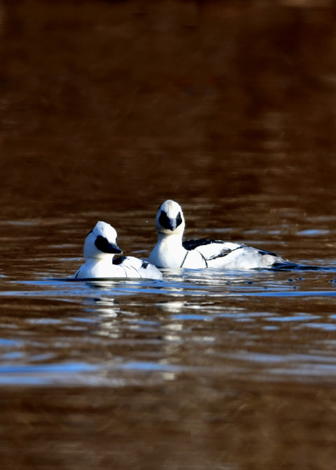 ミコアイサ♂8786
