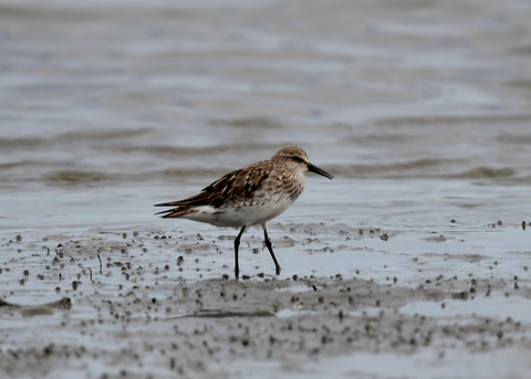 コシジロウズラシギ6309