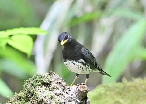 クロツグミ♂0874